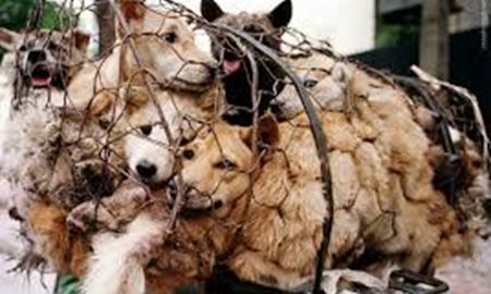 اعتراض به فستیوال گوشت سگ در چین